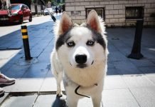 Viaggiare in aereo con un Husky: Guida e Consigli viaggiare aereo husky